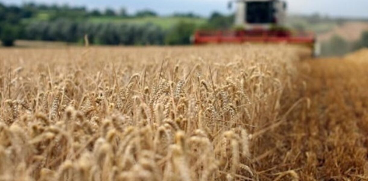 Україні прогнозують найнижчий за 13 років урожай пшениці