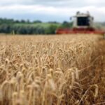 Україні прогнозують найнижчий за 13 років урожай пшениці