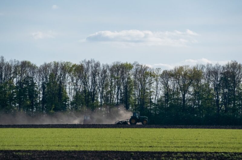 В Україні стартувала сівба гречки