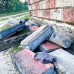 На Рівненщині бетонний паркан убив чотирирічного хлопчика