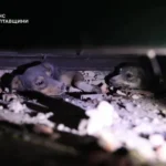 Атака на Полтавщину: рятувальники дістали з-під завалів песиків (фото, відео)