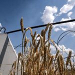 Аграрії завершили збір пшениці в Україні