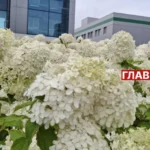 Київ потопає в гортензіях: де шукати найяскравіші місця для фотосесій