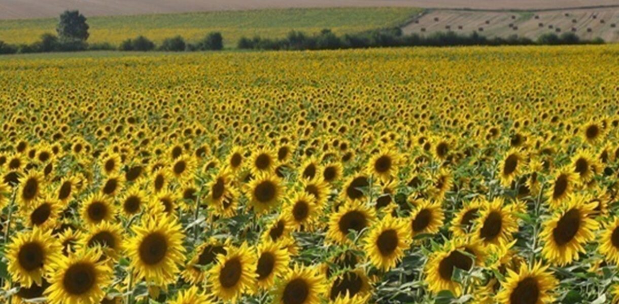 Переробка соняшнику в Україні знизилась до трирічного мінімуму