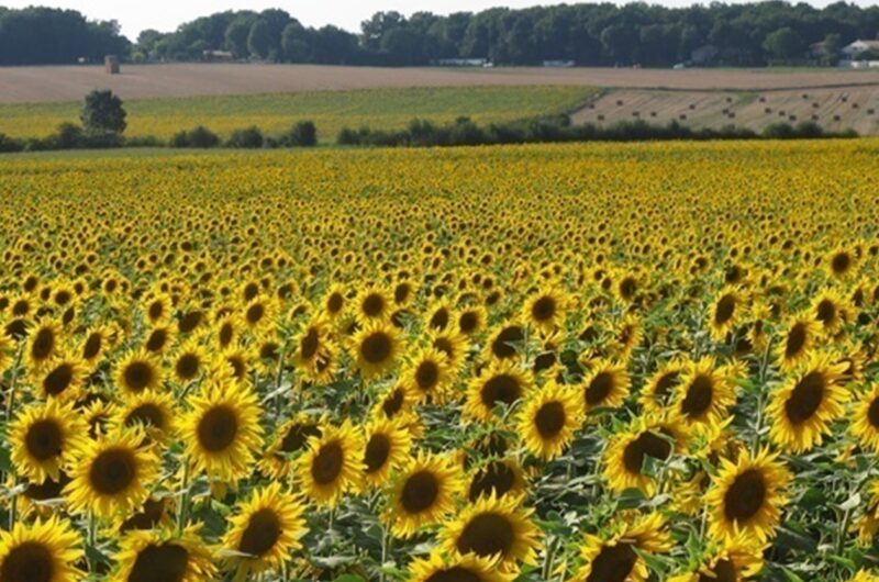 Переробка соняшнику в Україні знизилась до трирічного мінімуму