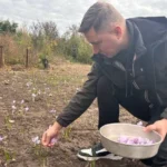 На Черкащині переселенець вирощує найдорожчу в світі спецію