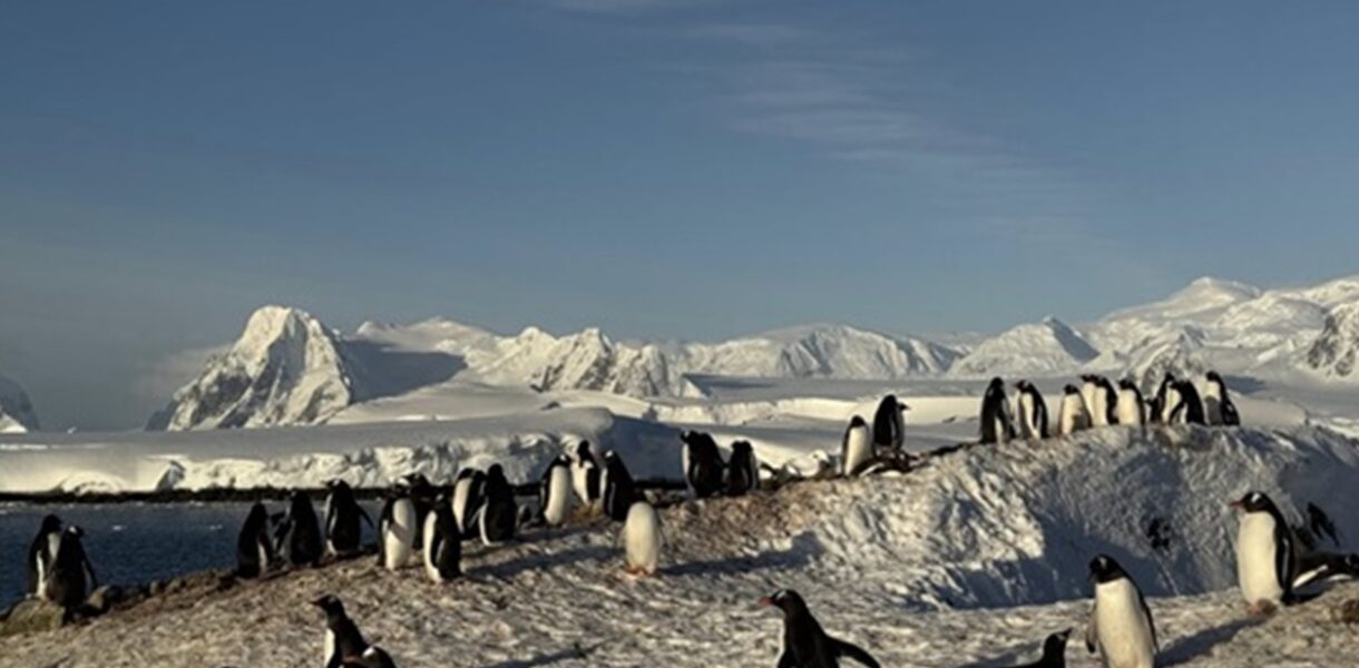 Українські полярники зафільмували масове занурення пінгвінів у море