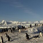 Українські полярники зафільмували масове занурення пінгвінів у море