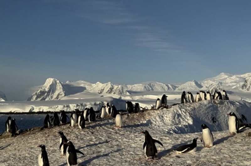 Українські полярники зафільмували масове занурення пінгвінів у море