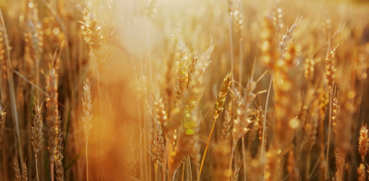 В Україні прогнозують збільшення врожаю на 6%