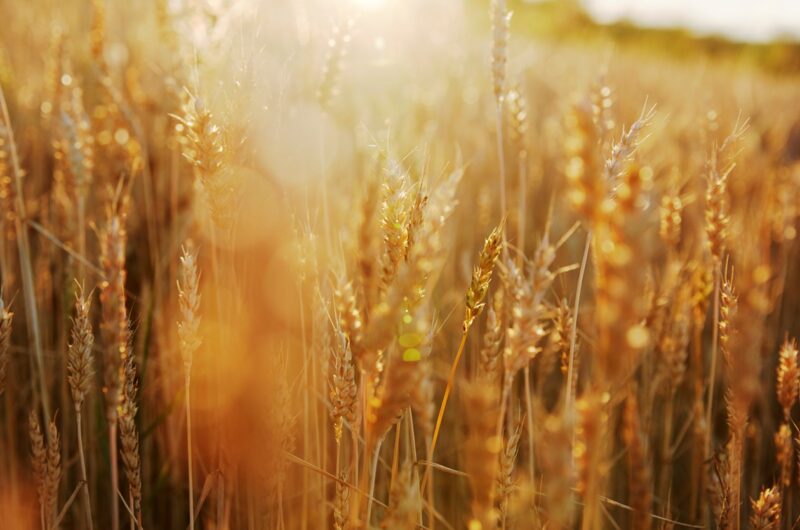 В Україні прогнозують збільшення врожаю на 6%