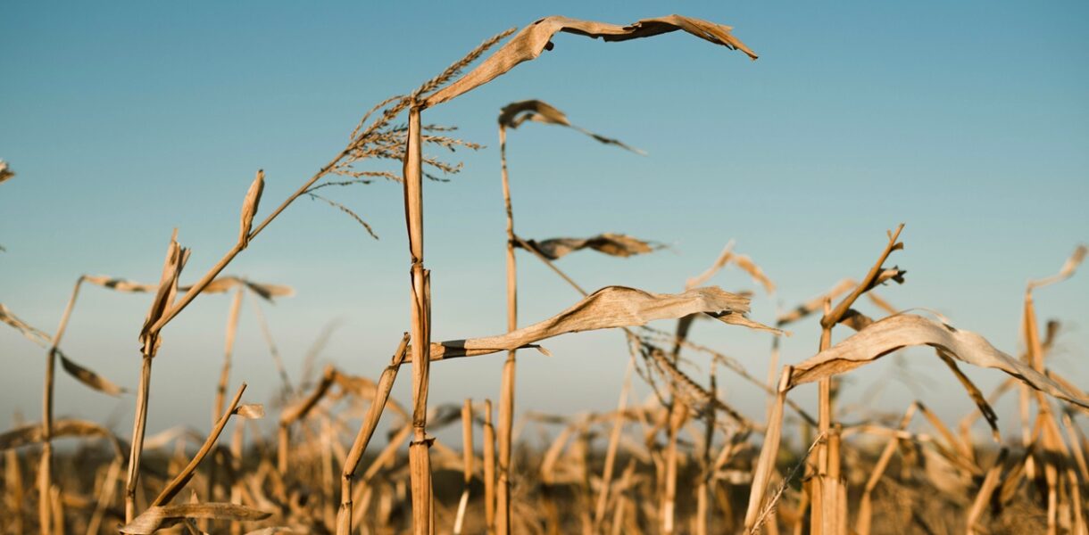 В Україні намолотили 43,6 млн тонн зерна