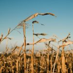 В Україні намолотили 43,6 млн тонн зерна