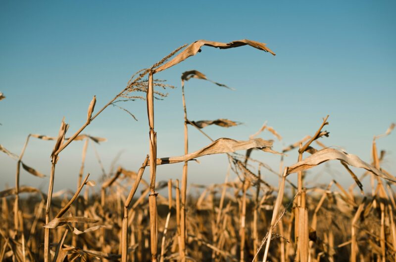 В Україні намолотили 43,6 млн тонн зерна