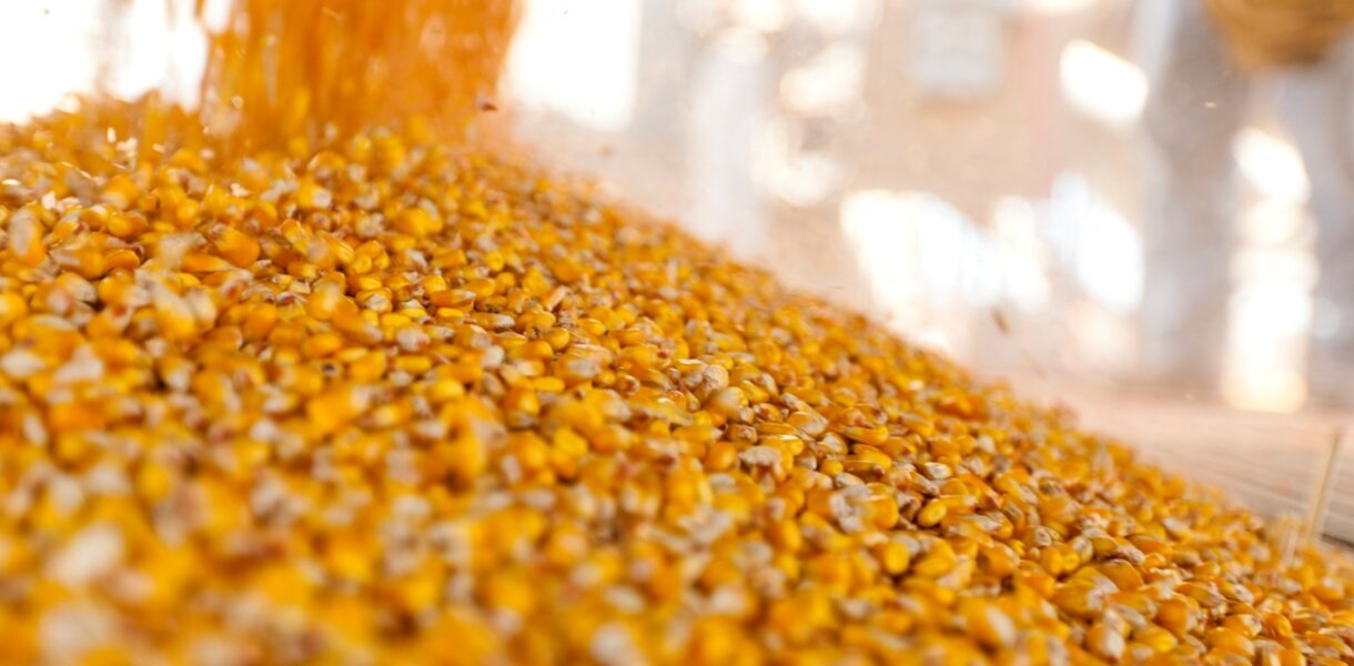 Україна завершує жнива: результати за 2025 рік та прогнози на 2026-й