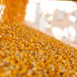 Україна завершує жнива: результати за 2025 рік та прогнози на 2026-й