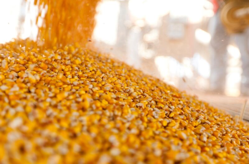 Україна завершує жнива: результати за 2025 рік та прогнози на 2026-й