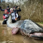 Польські рибалки зловили рекордного сома