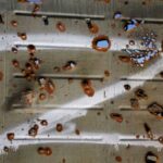 Засуджені за співпрацю з окупантами, яких планували обміняти на українських полонених, завершують строки та повертаються на волю в Україні