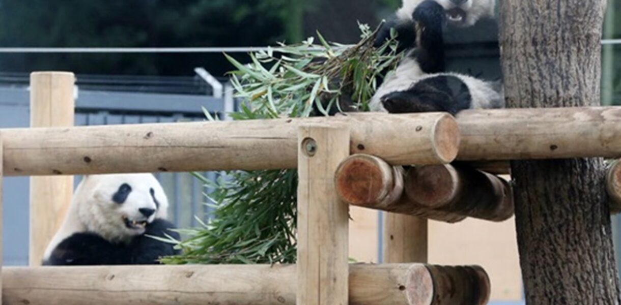 Китай забрав останніх панд із Японії: завершилася 50-річна епоха