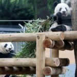Китай забрав останніх панд із Японії: завершилася 50-річна епоха