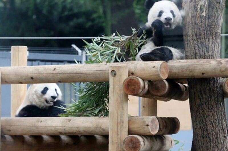 Китай забрав останніх панд із Японії: завершилася 50-річна епоха