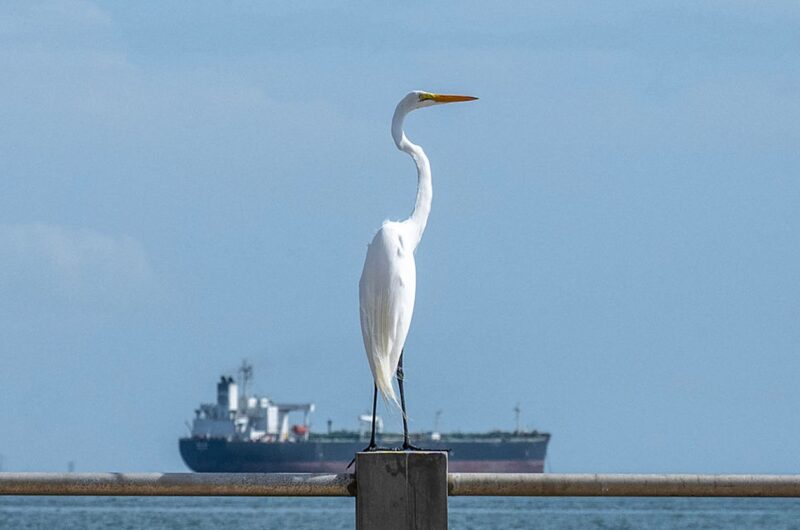 Індія закупила два мільйони барелів венесуельської нафти - ЗМІ