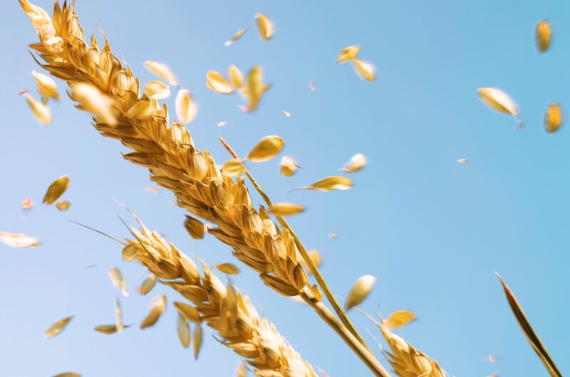 Війна в Ірані розганяє ціни на продовольство