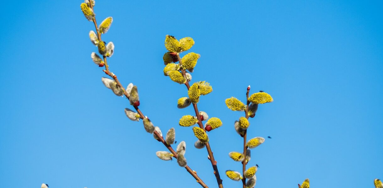 У Києві настала метеорологічна весна