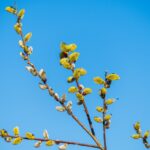 У Києві настала метеорологічна весна