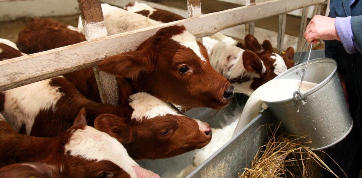 Фермери РФ втратили 1,5 млрд рублів через масове знищення худоби