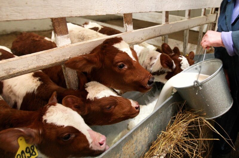 Фермери РФ втратили 1,5 млрд рублів через масове знищення худоби