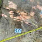 Недогледіли вирубку: двом майстрам лісу Чорнівського лісництва оголосили підозру через завдання 19 мільйонів гривень збитків