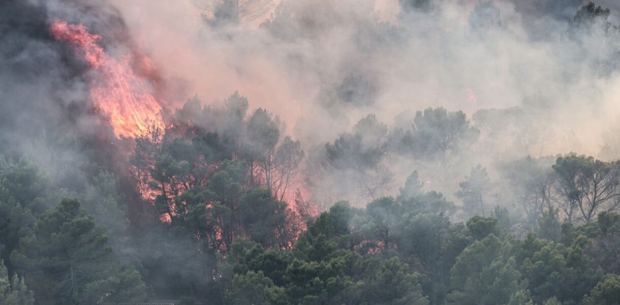 Європейські ліси втрачають здатність поглинати CO₂