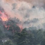 Європейські ліси втрачають здатність поглинати CO₂