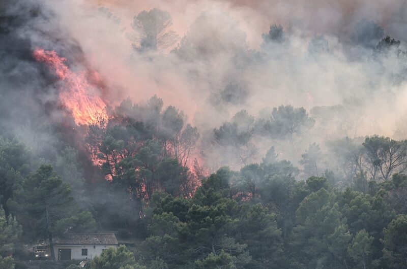 Європейські ліси втрачають здатність поглинати CO₂