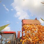 Україна наростила експорт кукурудзи