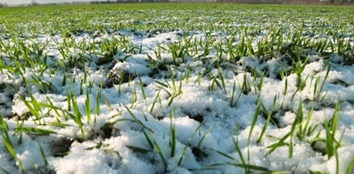 Посівна набирає обертів: де в Україні вже засіяли найбільше