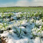 Посівна набирає обертів: де в Україні вже засіяли найбільше