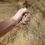 Україна виконала половину плану агроекспорту з початку жовтня